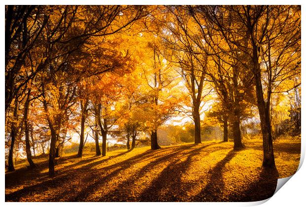 The Golden Leaves of Autumn  Print by Adam Kelly