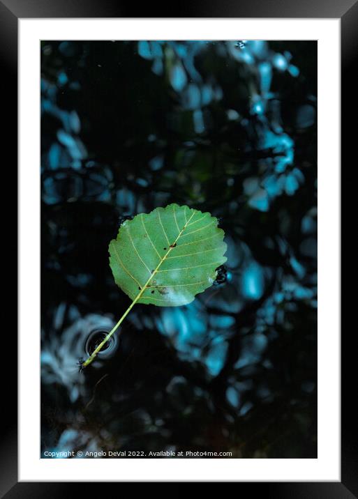 Single Leaf Floating on Pond Framed Mounted Print by Angelo DeVal