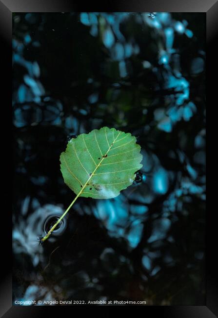 Single Leaf Floating on Pond Framed Print by Angelo DeVal