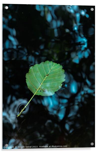 Single Leaf Floating on Pond Acrylic by Angelo DeVal