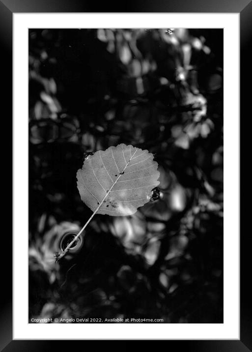 Single Leaf Floating on Pond in Monochrome Framed Mounted Print by Angelo DeVal