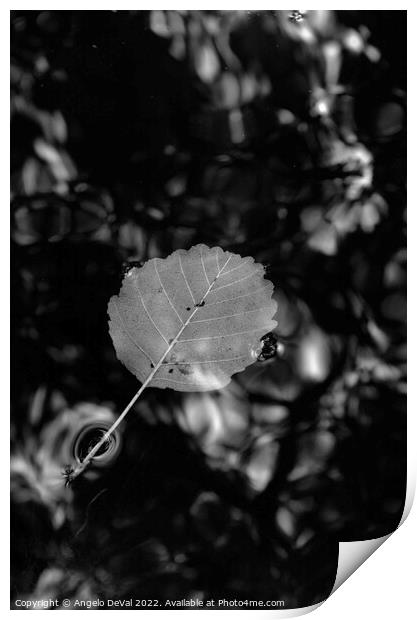 Single Leaf Floating on Pond in Monochrome Print by Angelo DeVal