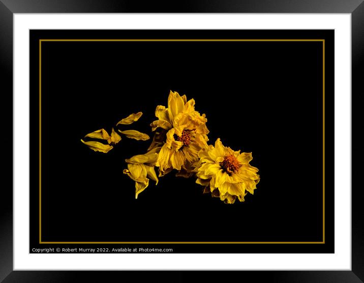 Fading Beauty Framed Mounted Print by Robert Murray