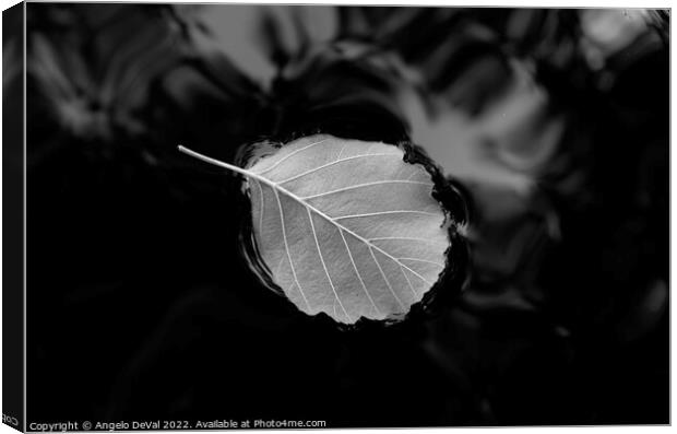 Relaxing Leaf on Pond in Monochrome Canvas Print by Angelo DeVal