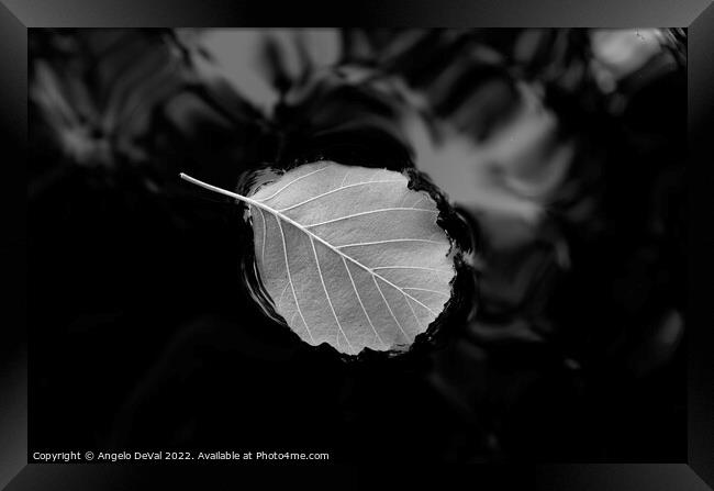 Relaxing Leaf on Pond in Monochrome Framed Print by Angelo DeVal