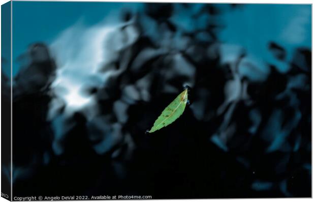 Leaf on Dark Pond Canvas Print by Angelo DeVal