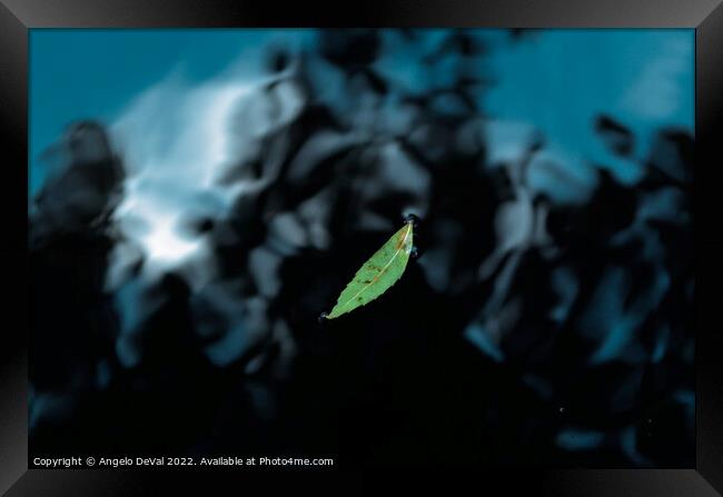 Leaf on Dark Pond Framed Print by Angelo DeVal