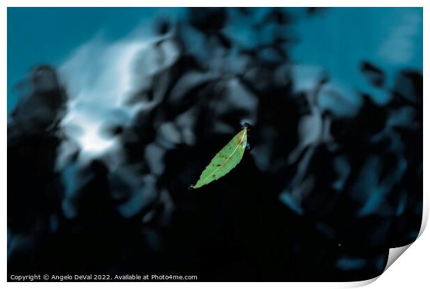Leaf on Dark Pond Print by Angelo DeVal