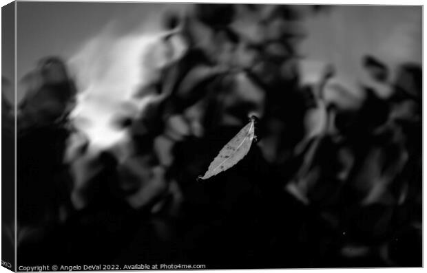 Leaf on Dark Pond in Monochrome Canvas Print by Angelo DeVal