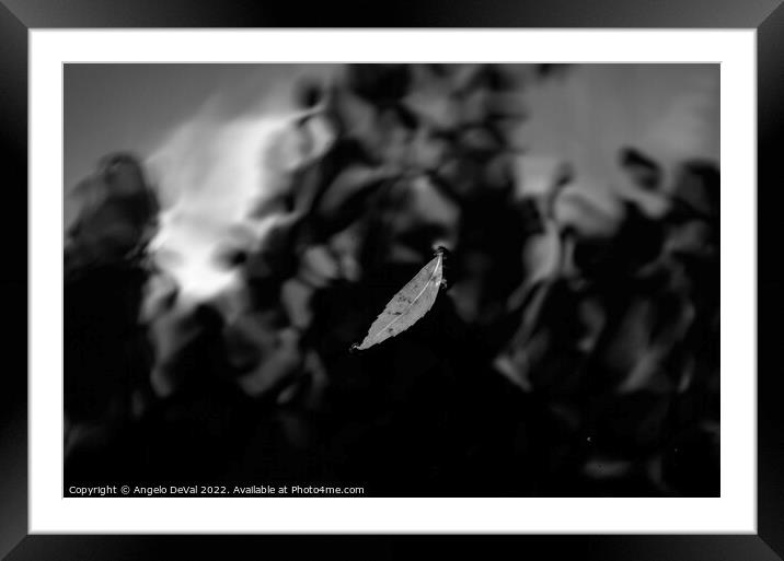 Leaf on Dark Pond in Monochrome Framed Mounted Print by Angelo DeVal
