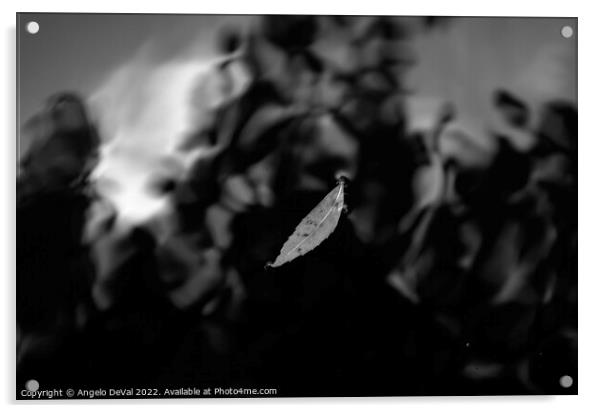 Leaf on Dark Pond in Monochrome Acrylic by Angelo DeVal