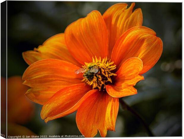 Vibrant Orange Dahlia Bloom with bee Canvas Print by Ian Stone