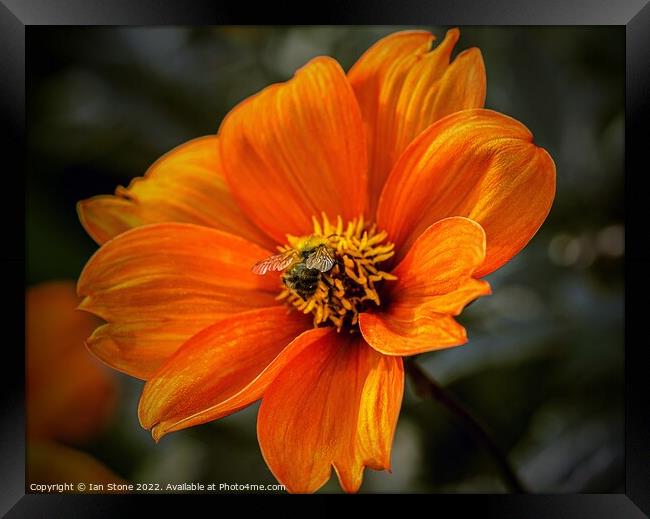 Vibrant Orange Dahlia Bloom with bee Framed Print by Ian Stone