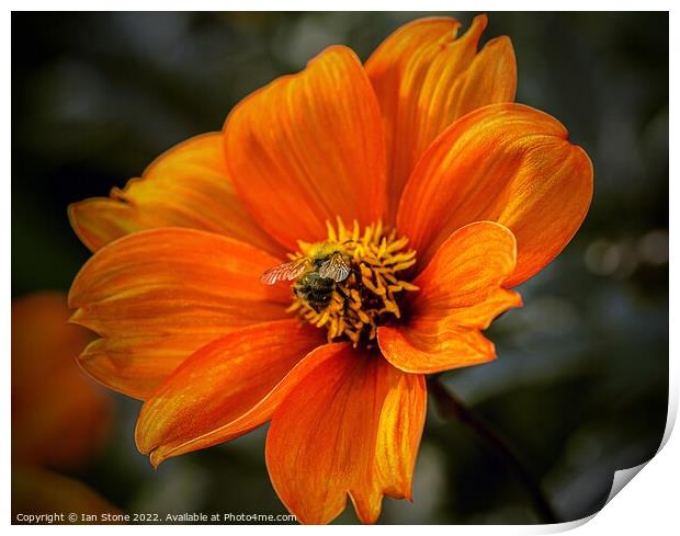 Vibrant Orange Dahlia Bloom with bee Print by Ian Stone