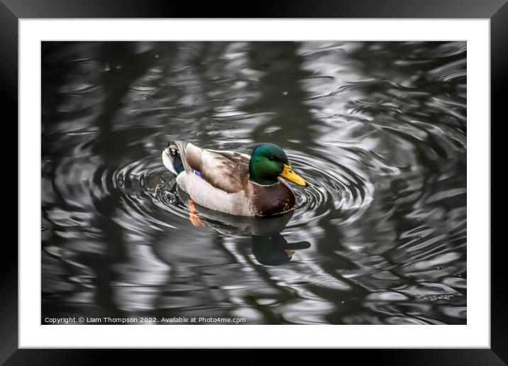 The duck Framed Mounted Print by Liam Thompson