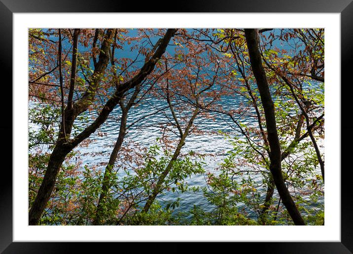 Trees against the lake Framed Mounted Print by Simo Wave
