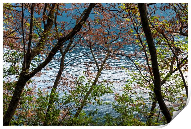 Trees against the lake Print by Simo Wave