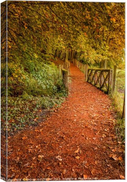 Tranquil Autumn Woodland Path Canvas Print by Rodney Hutchinson