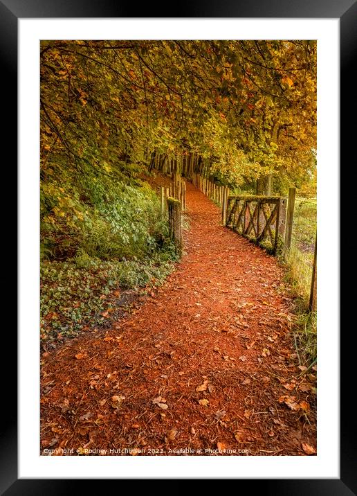 Tranquil Autumn Woodland Path Framed Mounted Print by Rodney Hutchinson