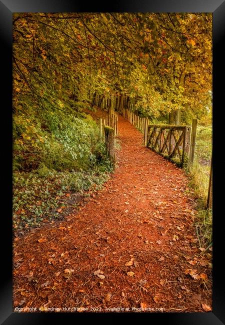 Tranquil Autumn Woodland Path Framed Print by Rodney Hutchinson