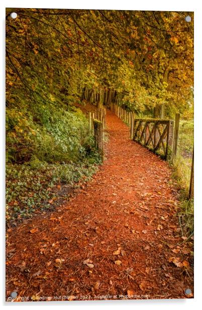 Tranquil Autumn Woodland Path Acrylic by Rodney Hutchinson