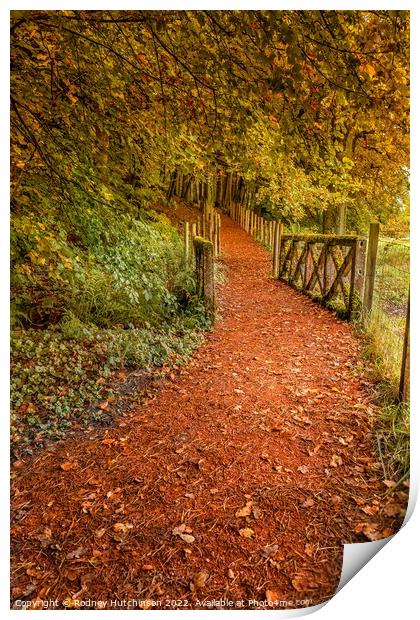 Tranquil Autumn Woodland Path Print by Rodney Hutchinson
