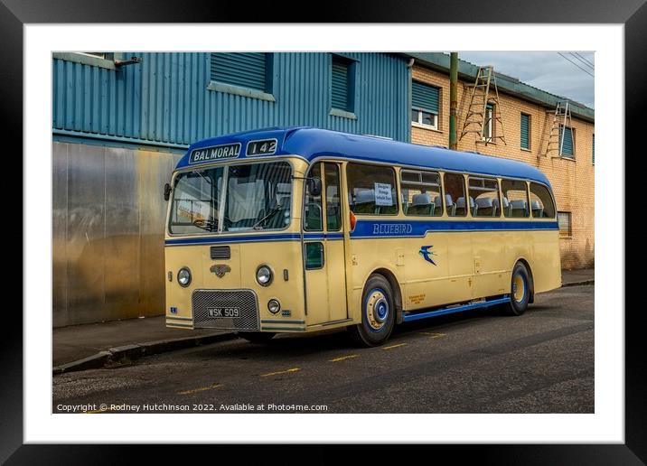 Vintage Leyland Tiger Cub Bus Framed Mounted Print by Rodney Hutchinson