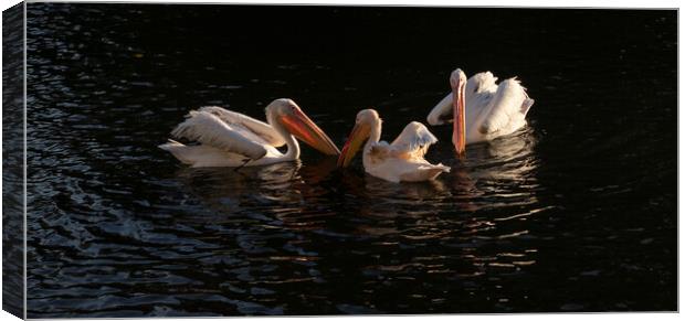 Pelicans In Setting Sun Canvas Print by Clive Eariss