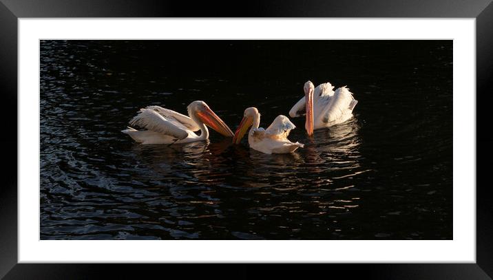 Pelicans In Setting Sun Framed Mounted Print by Clive Eariss