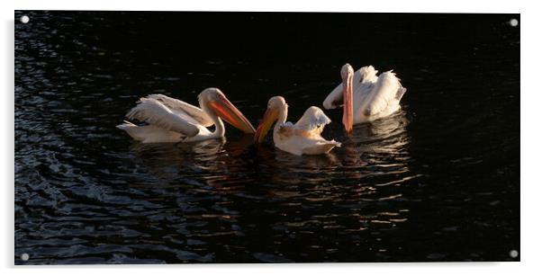 Pelicans In Setting Sun Acrylic by Clive Eariss