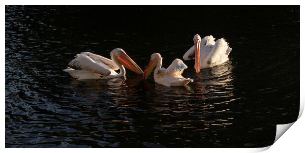 Pelicans In Setting Sun Print by Clive Eariss