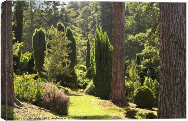 Column trees with sunlight Canvas Print by Sally Wallis