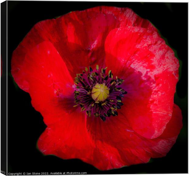 Remembrance Poppy  Canvas Print by Ian Stone