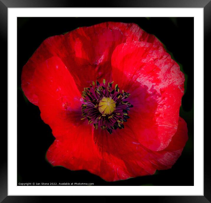 Remembrance Poppy  Framed Mounted Print by Ian Stone