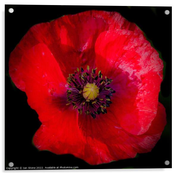 Remembrance Poppy  Acrylic by Ian Stone