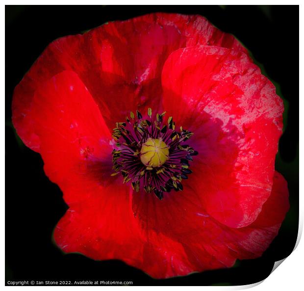 Remembrance Poppy  Print by Ian Stone