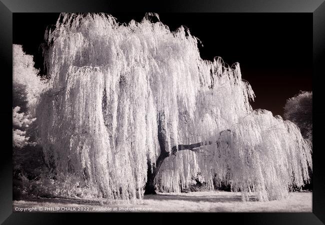 Weeping willow in infrared 820  Framed Print by PHILIP CHALK