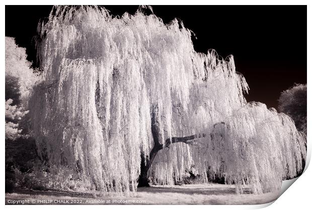 Weeping willow in infrared 820  Print by PHILIP CHALK