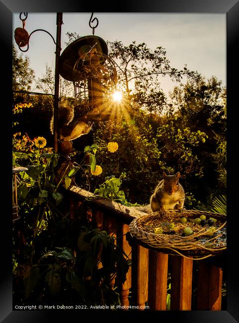 Squirels Supper Framed Print by Mark Dobson