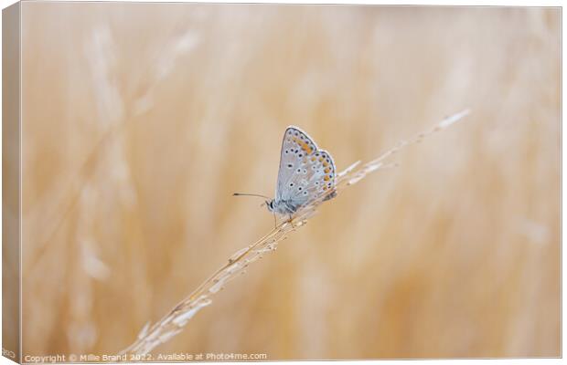 Brown Argus Butterfly Canvas Print by Millie Brand