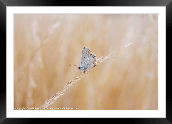 Brown Argus Butterfly Framed Mounted Print by Millie Brand