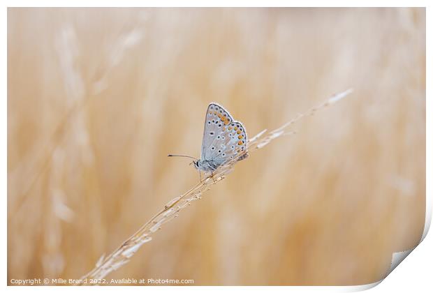 Brown Argus Butterfly Print by Millie Brand