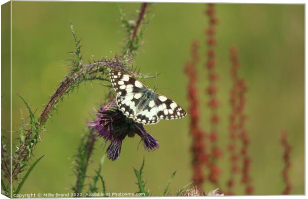 Marbled White Butterfly Canvas Print by Millie Brand