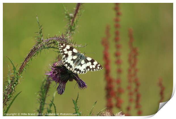 Marbled White Butterfly Print by Millie Brand