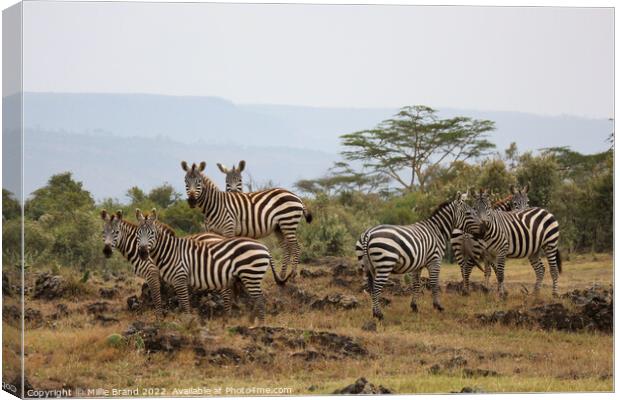 Zebras in the savanna Canvas Print by Millie Brand