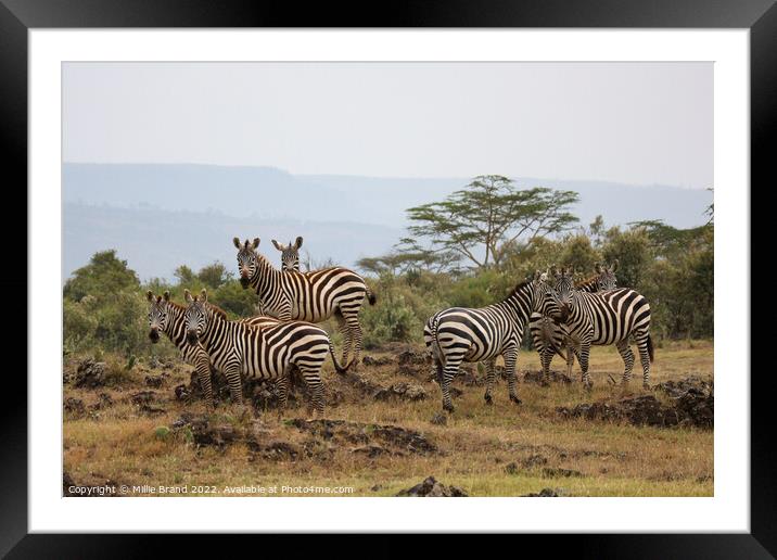 Zebras in the savanna Framed Mounted Print by Millie Brand