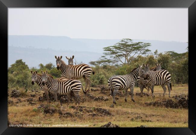 Zebras in the savanna Framed Print by Millie Brand
