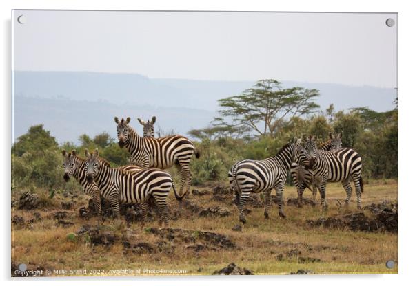 Zebras in the savanna Acrylic by Millie Brand