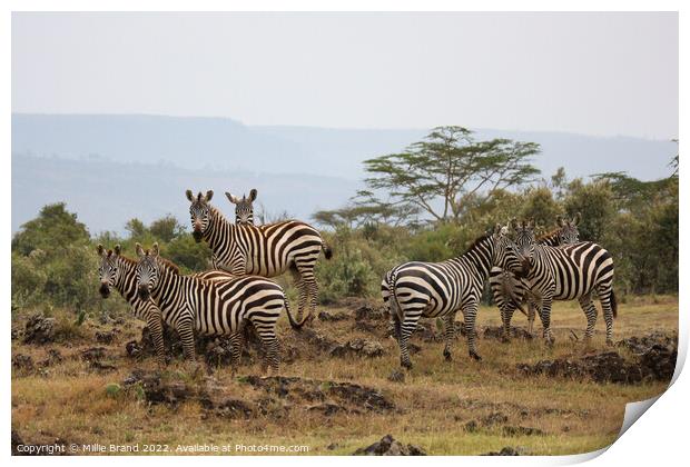 Zebras in the savanna Print by Millie Brand