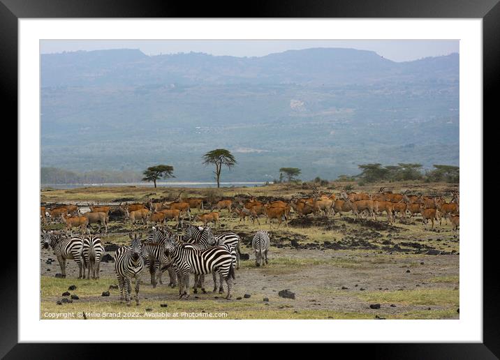 On safari Framed Mounted Print by Millie Brand